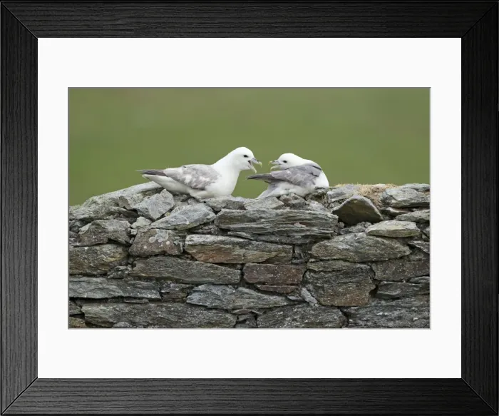 Framed Print : Picture No. 10894420 Framed Print : Picture No. 10894420