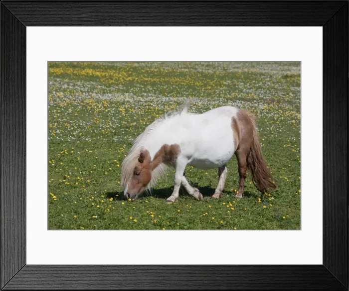 Framed Print : Picture No. 10894579 Framed Print : Picture No. 10894579