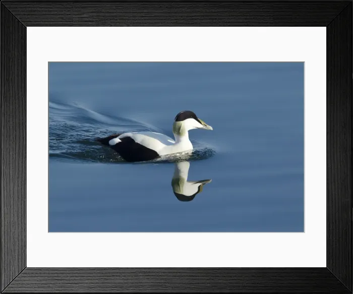 Framed Print : Picture No. 10894413 Framed Print : Picture No. 10894413