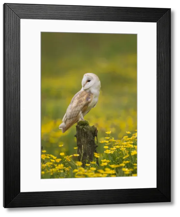 Framed Print : Picture No. 10894398 Framed Print : Picture No. 10894398