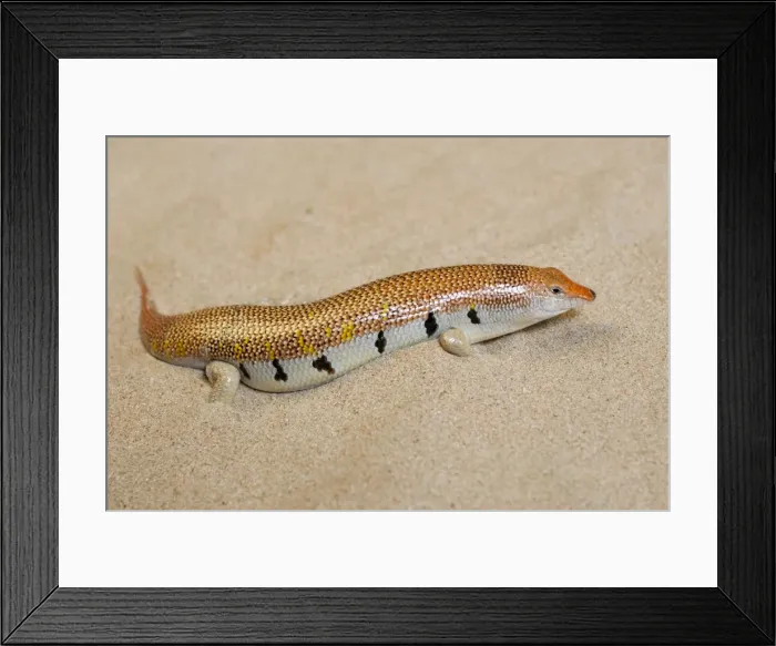 Framed Print : Picture No. 10894589 Framed Print : Picture No. 10894589