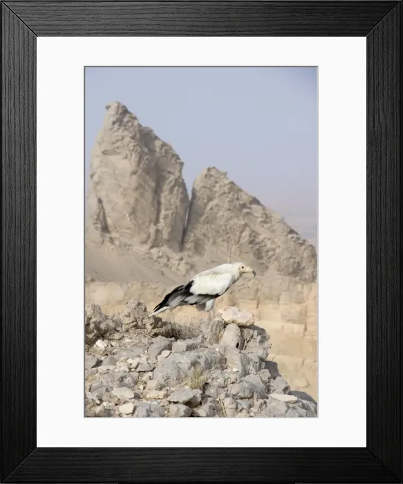 Framed Print : Picture No. 10894621 Framed Print : Picture No. 10894621
