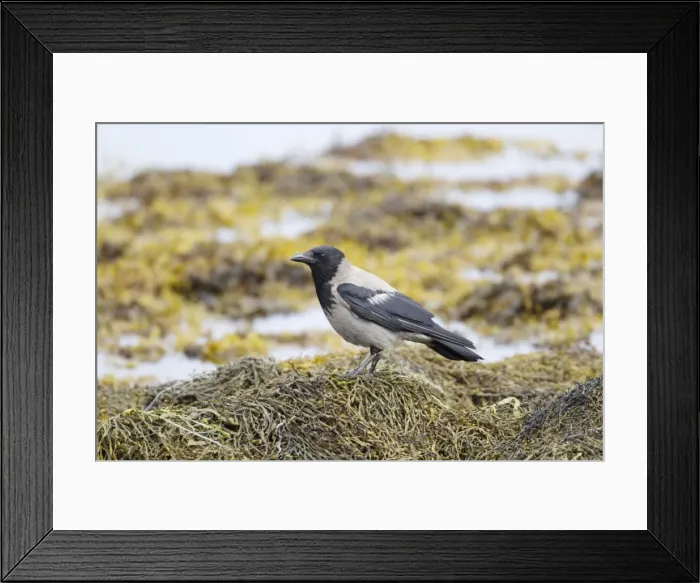 Framed Print : Picture No. 10894411