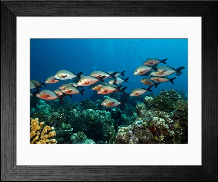 Framed Print : Picture No. 10892898 Framed Print : Picture No. 10892898