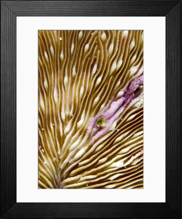 Framed Print : Picture No. 10892890 Framed Print : Picture No. 10892890