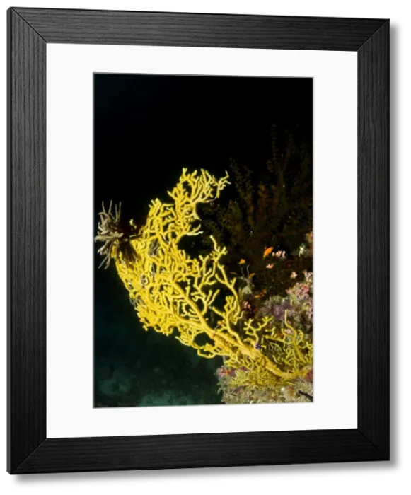 Framed Print : Picture No. 10892912 Framed Print : Picture No. 10892912