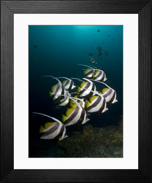 Framed Print : Picture No. 10892921 Framed Print : Picture No. 10892921