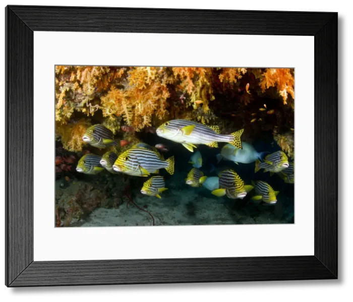 Framed Print : Picture No. 10892918 Framed Print : Picture No. 10892918