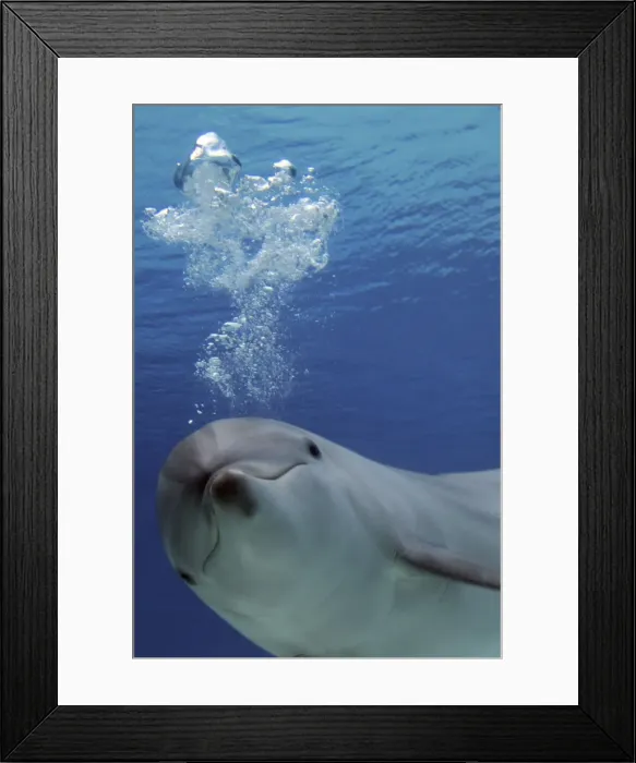 Framed Print : Picture No. 10892876 Framed Print : Picture No. 10892876