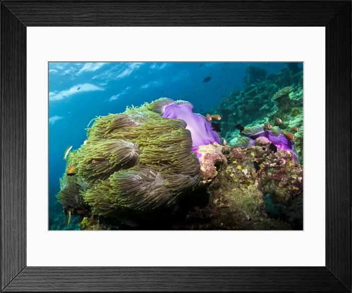 Framed Print : Picture No. 10892911 Framed Print : Picture No. 10892911
