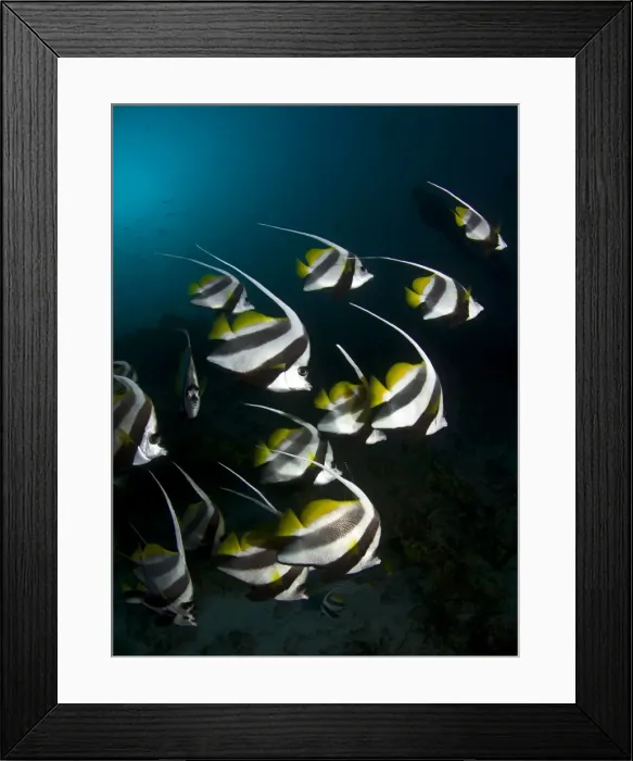 Framed Print : Picture No. 10892916 Framed Print : Picture No. 10892916