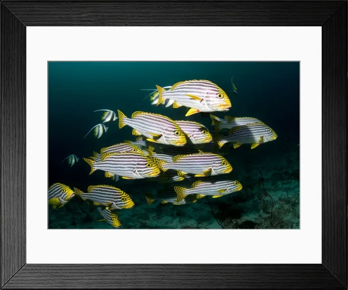 Framed Print : Picture No. 10892920 Framed Print : Picture No. 10892920