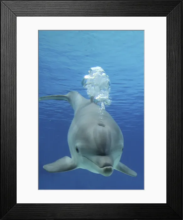 Framed Print : Picture No. 10892877