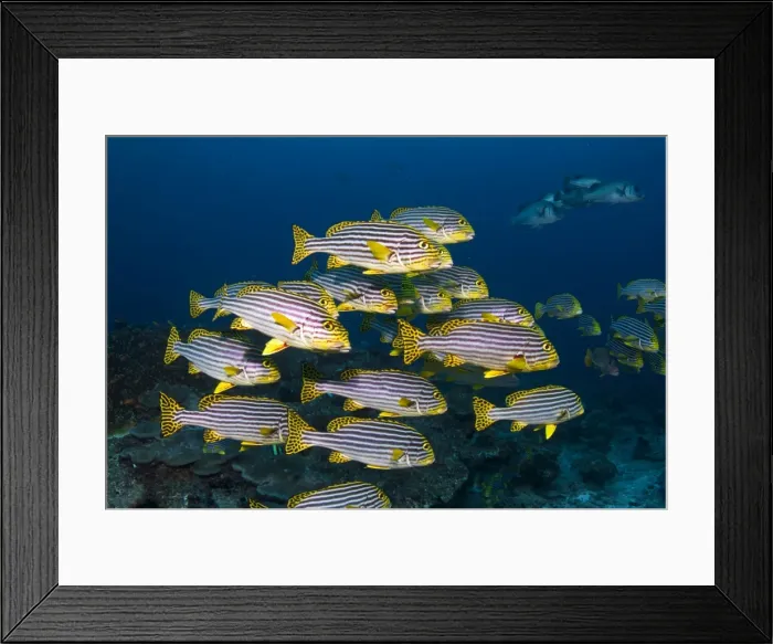 Framed Print : Picture No. 10892893