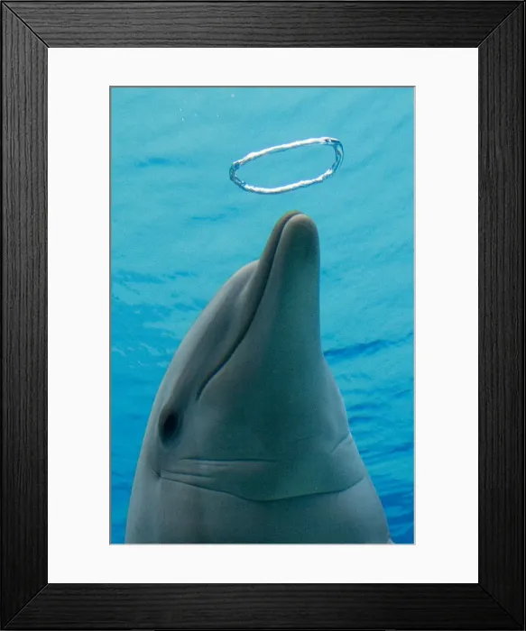 Framed Print : Picture No. 10892880