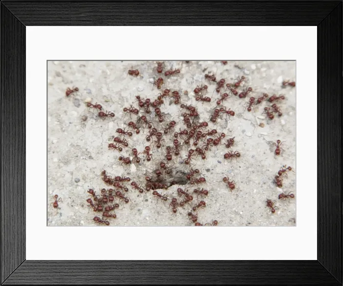 Framed Print : Picture No. 10892461 Framed Print : Picture No. 10892461