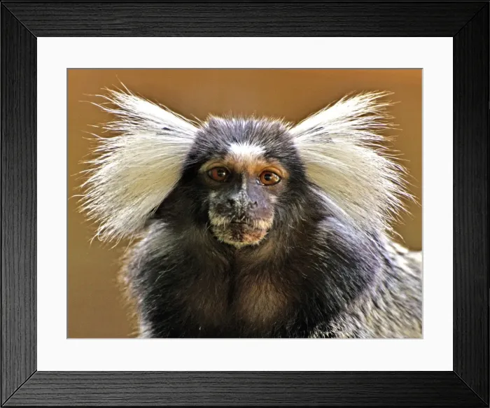 Framed Print : Picture No. 10894868 Framed Print : Picture No. 10894868