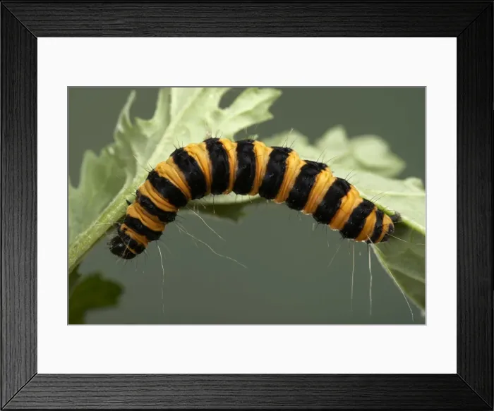 Framed Print : Picture No. 10896078 Framed Print : Picture No. 10896078