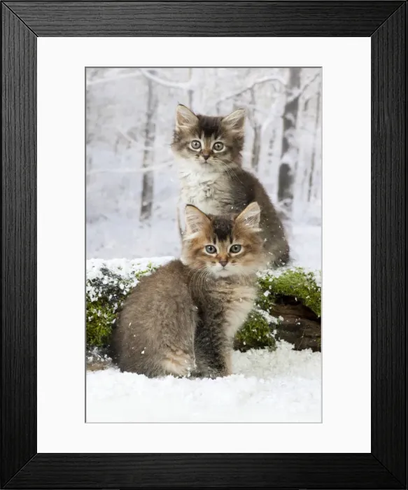 Framed Print : Picture No. 10895327 Framed Print : Picture No. 10895327