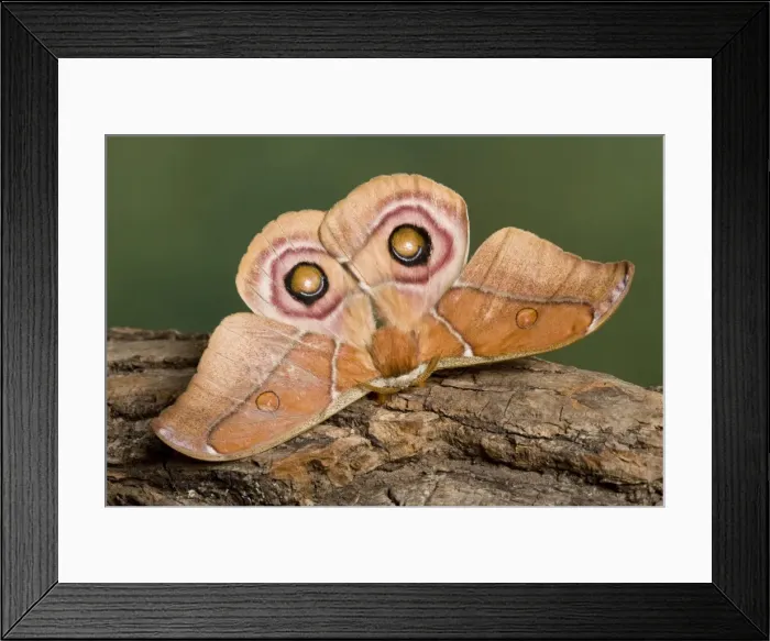 Framed Print : Picture No. 10895985 Framed Print : Picture No. 10895985