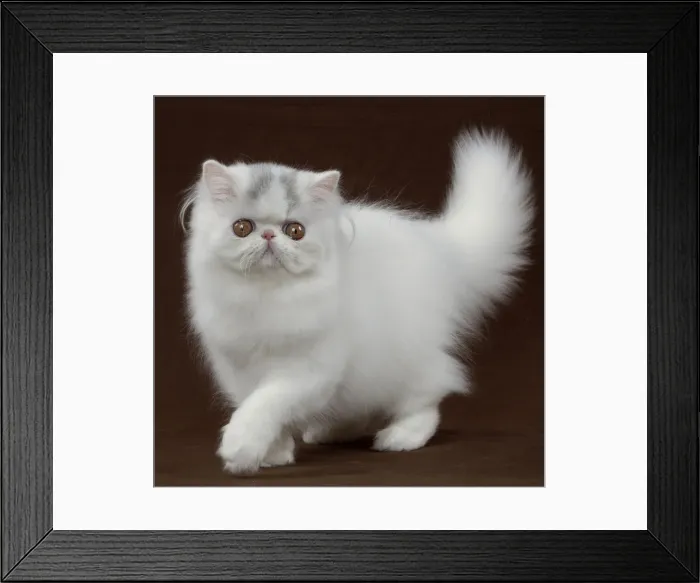 Framed Print : Picture No. 10895343