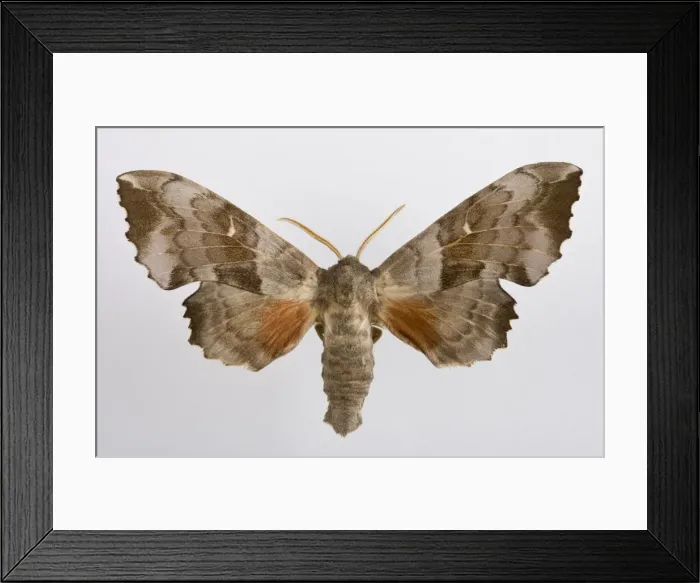 Framed Print : Picture No. 10896021 Framed Print : Picture No. 10896021