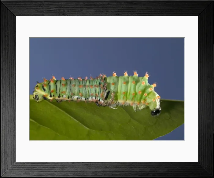 Framed Print : Picture No. 10896027