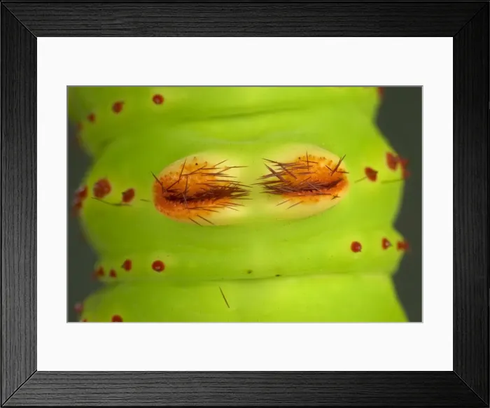 Framed Print : Picture No. 10896065 Framed Print : Picture No. 10896065