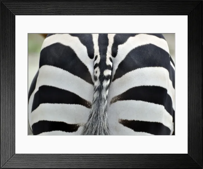 Framed Print : Picture No. 10894901 Framed Print : Picture No. 10894901