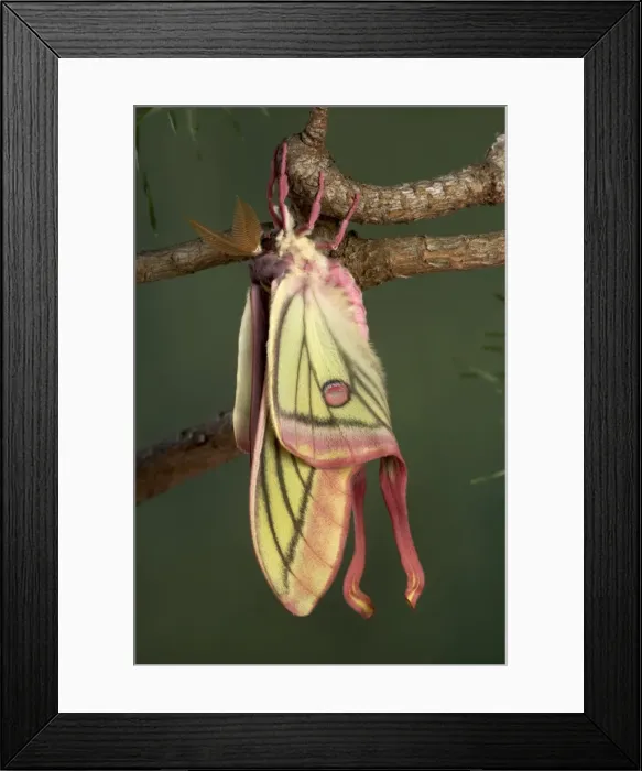 Framed Print : Picture No. 10896023 Framed Print : Picture No. 10896023