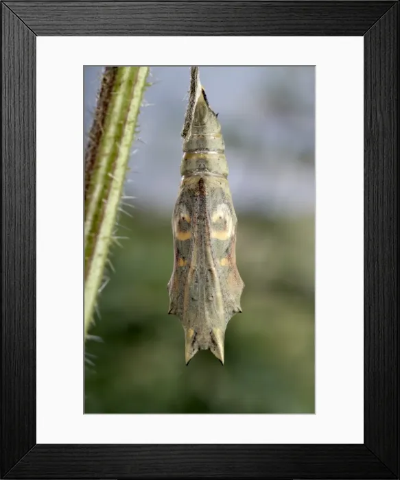 Framed Print : Picture No. 10896039 Framed Print : Picture No. 10896039