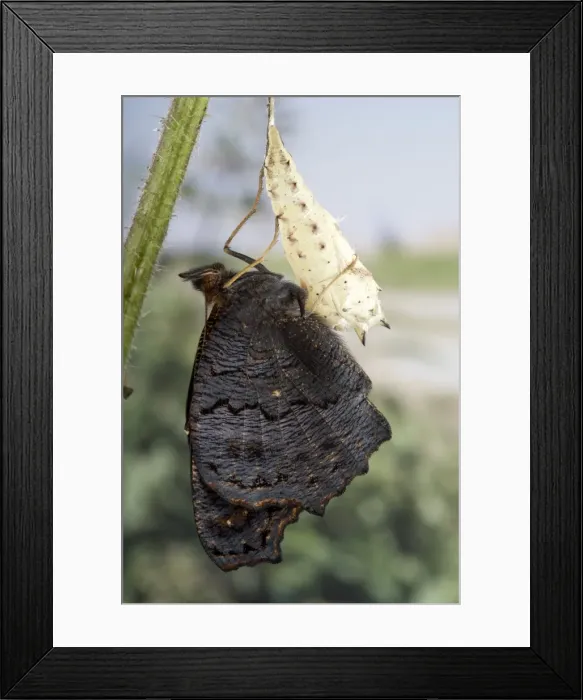 Framed Print : Picture No. 10896030 Framed Print : Picture No. 10896030