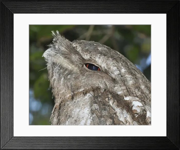 Framed Print : Picture No. 10894923 Framed Print : Picture No. 10894923