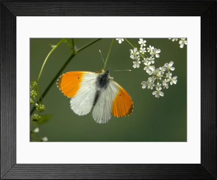 Framed Print : Picture No. 10896035 Framed Print : Picture No. 10896035