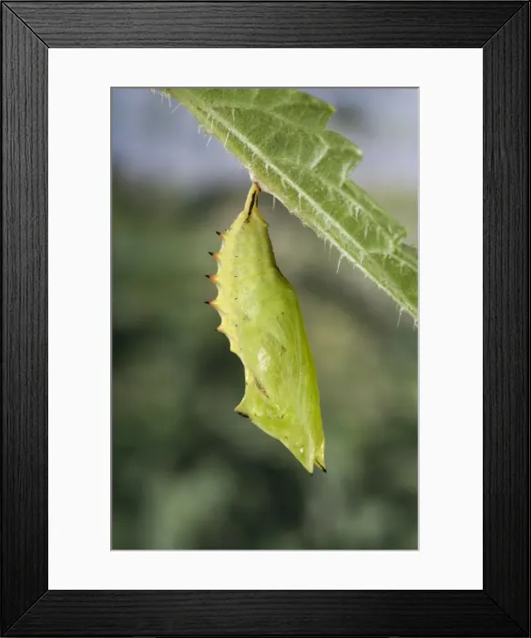 Framed Print : Picture No. 10896055 Framed Print : Picture No. 10896055