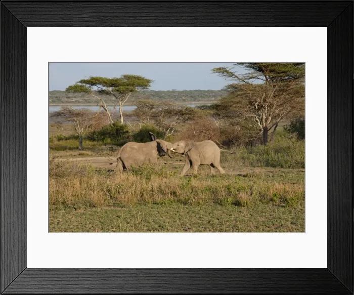 Framed Print : Picture No. 10895835 Framed Print : Picture No. 10895835