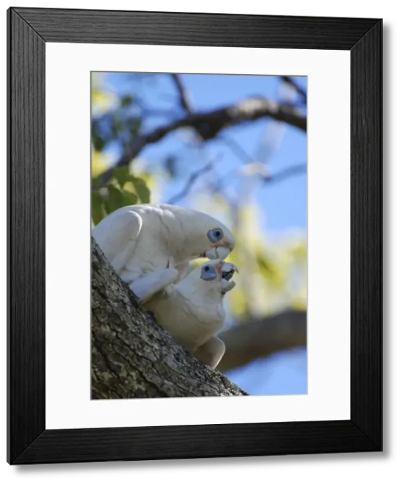 Framed Print : Picture No. 10894904 Framed Print : Picture No. 10894904