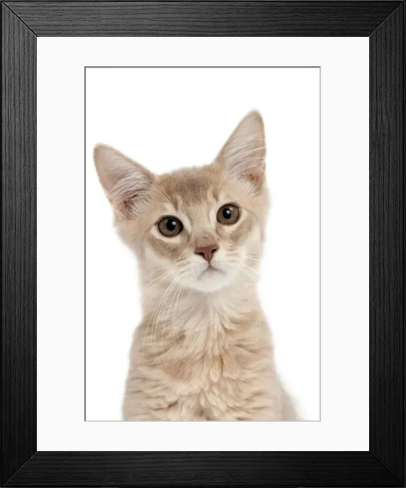 Framed Print : Picture No. 10895357