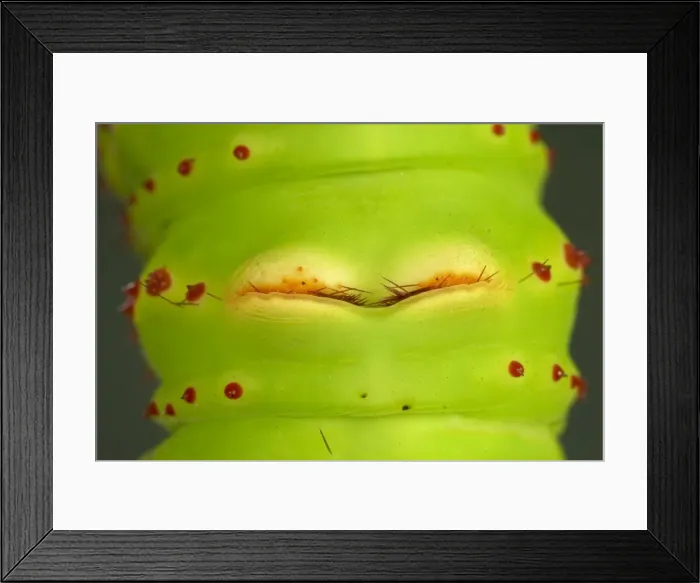 Framed Print : Picture No. 10896072 Framed Print : Picture No. 10896072