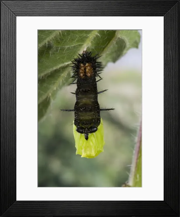 Framed Print : Picture No. 10896052