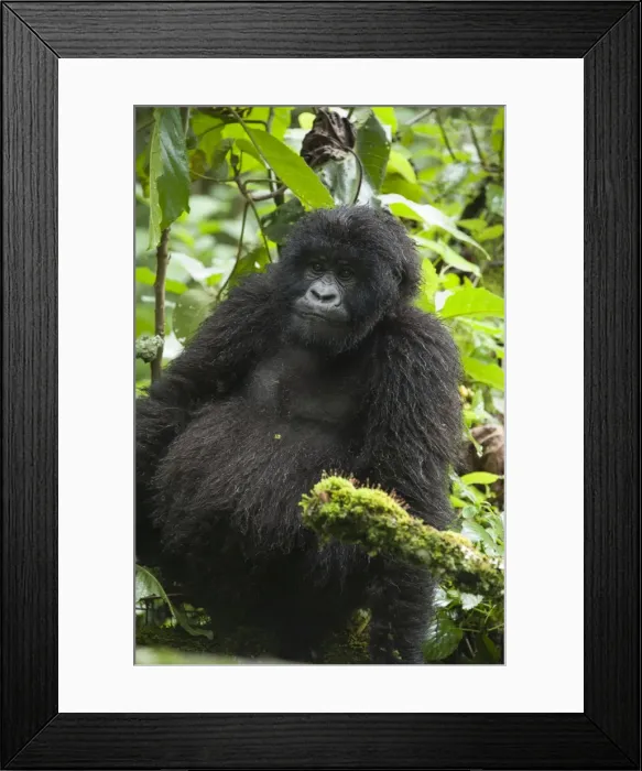 Framed Print : Picture No. 10895869 Framed Print : Picture No. 10895869
