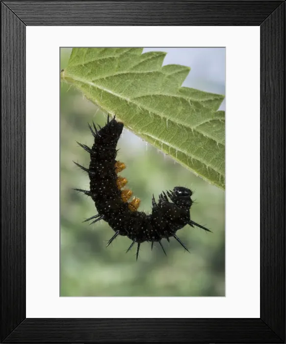 Framed Print : Picture No. 10896047 Framed Print : Picture No. 10896047