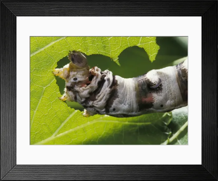 Framed Print : Picture No. 10895995 Framed Print : Picture No. 10895995