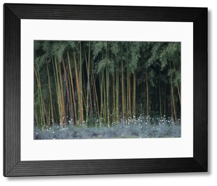 Framed Print : Picture No. 10895861 Framed Print : Picture No. 10895861