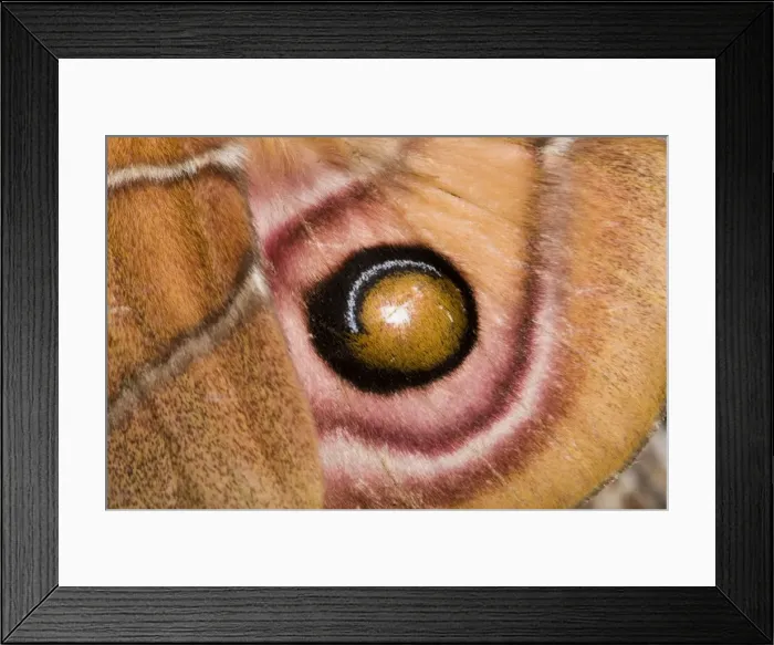 Framed Print : Picture No. 10895989 Framed Print : Picture No. 10895989
