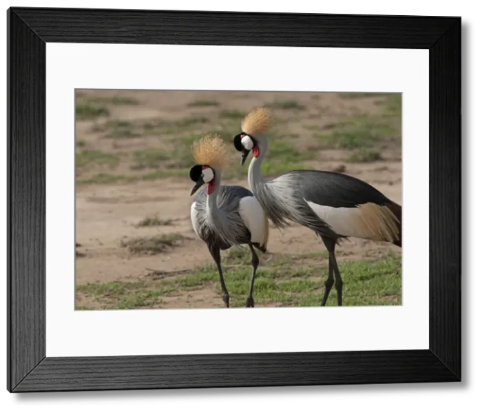 Framed Print : Picture No. 10895682