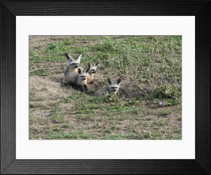 Framed Print : Picture No. 10895837 Framed Print : Picture No. 10895837