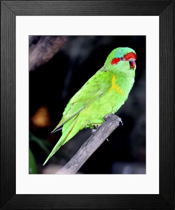 Framed Print : Picture No. 10894922 Framed Print : Picture No. 10894922