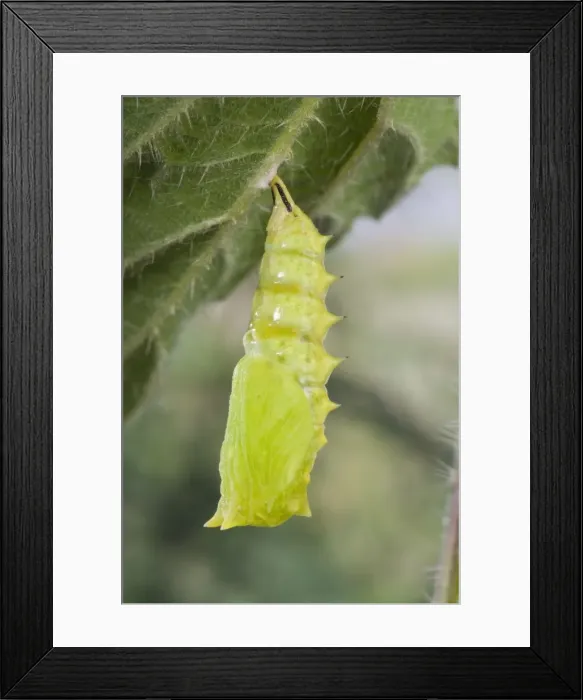 Framed Print : Picture No. 10896061 Framed Print : Picture No. 10896061
