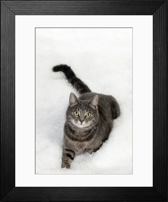 Framed Print : Picture No. 10895321 Framed Print : Picture No. 10895321